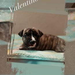 Valentino - Brown brindle male American Pit Bull Terrier puppy in Glide, Oregon from Floss Dog Kennels