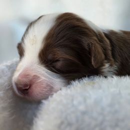 Cupid - Red tri-color female Australian Shepherd puppy in Anthony, Florida from Out of the Blue Aussies
