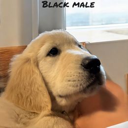 Golden Retriever Puppies from Family Loved Golden Retrievers