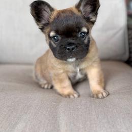 Sable - Fawn male French Bulldog puppy in Jefferson City, Missouri from Central Frenchie Haven