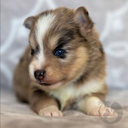 Huntrix - Merle female Pomsky puppy in Sumter, South Carolina from Emerald Skies Pomskies