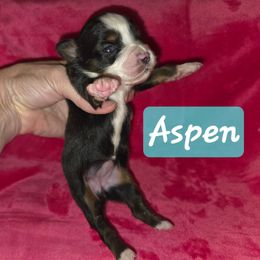 Aspen - Black tri female Toy Australian Shepherd puppy in Forney, Texas from Texas Talent Toy Aussie's