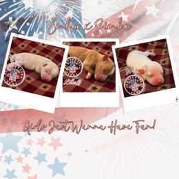 Miniature Schnauzer Puppies from Enchanted Paws