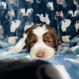 PB5 - Red and white male English Springer Spaniel puppy in Britton, South Dakota from K&S Canines