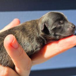Glenda - Brindle female Pomeranian puppy in Hooksett, New Hampshire from Granite State Pomeranians