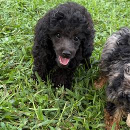Storm - Black male Poodle puppy in West Plains, Missouri from The Royal Kennel