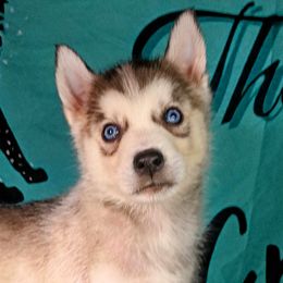 Flame - Gray and white Siberian Husky puppy in Saint Louis, Missouri from The Cosmic Critters