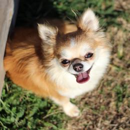 Yuzu - Chihuahua