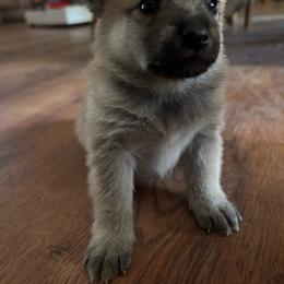 Boy 1 - Cream male Companion Cross puppy in Indian Springs, Nevada from Spinner puppies