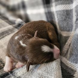 Boy 3 - Red tri-color male Australian Shepherd puppy in Tehachapi, California from Astralvale Aussies