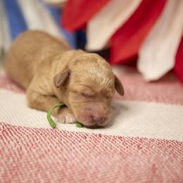 Ford - Apricot male Goldendoodle puppy in Seffner, Florida from Gold Diamond Pup