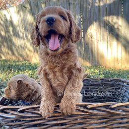 Australian Labradoodle Puppies from Pinnacle Labradoodles
