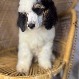 Black Tri Male - Phantom male Poodle puppy in Belgreen, Alabama from Scott’s Farm Poodles and Doodles