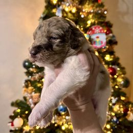 Donner - Parti male Labradoodle puppy in Candler, North Carolina from Maple Bakin’ Doodles