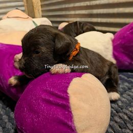 AKC orange ribbon - Liver male Miniature Schnauzer puppy in Greencastle, Indiana from Tiny Tushy Lodge