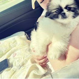 Pekingese, Poodle, and Shih Tzu Puppies from Happy puppies