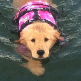 Golden Retrievers from Suthern Gold Golden Retrievers