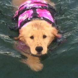 Golden Retrievers from Suthern Gold Golden Retrievers