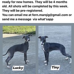 Italian Greyhound All Grown Up from Shengli IGs