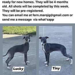 Italian Greyhound All Grown Up from Shengli IGs