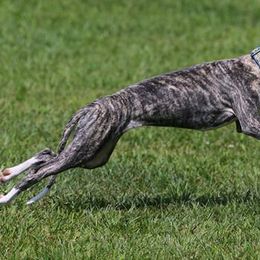 Greyhounds and Whippets from KJ'S Hounds