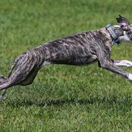 Greyhounds and Whippets from KJ'S Hounds