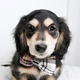 Slate - Black and cream male Dachshund puppy in Redding, California from Jean & Mae Doxies