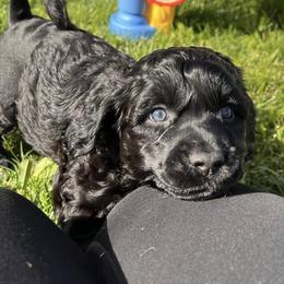Lagotto Romagnolo and Portuguese Water Dog Puppies from Shooting Star Water Dogs