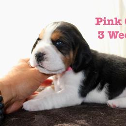 Pink Girl - Black white and tan female Beagle puppy in Grantsville, Maryland from Fable & Fern Beagles