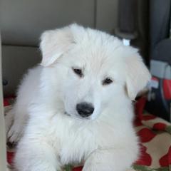 Berger Blanc Suisse Puppies from Moro Shepherds