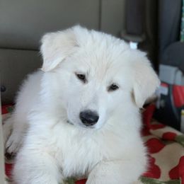 Berger Blanc Suisse Puppies from Moro Shepherds