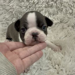 Boy 1 - Black brindle and white male Boston Terrier puppy in Eight Mile, Alabama from Bishop's Bostons