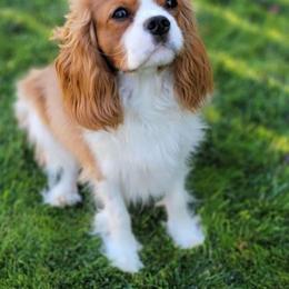 Cavalier King Charles Spaniel All Grown Up from The Gentle Cavalier