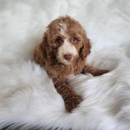 Mr Gray - Apricot male Goldendoodle puppy in Cumming, Georgia from Chattahoochee Kennels