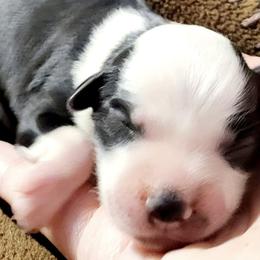Companion Crosses and Miniature Australian Shepherds from Rodeo Ranch Aussies and Aussie Mo's