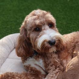 Lemon - Goldendoodle