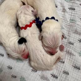 Road Trip - White and black male Dalmatian puppy in Melrose, New Mexico from ECMO Farm Dalmatians & Labrador Retrievers