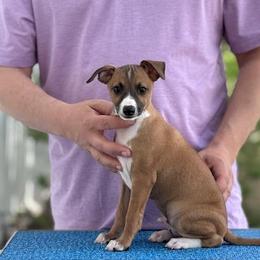 Boy 2 - Red male Italian Greyhound puppy in Sugar Valley, Georgia from Pinnacle Farm and Kennel