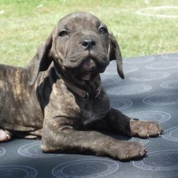 Girl 1 - Black brindle female Cane Corso puppy in Gwinnett County, Georgia from Better Than You Cane Corso’s