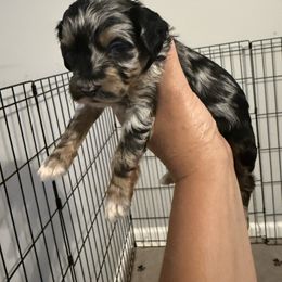 Girl 1 - Merle female Cockapoo puppy in Dahlonega, Georgia from Loveable Cockapoos