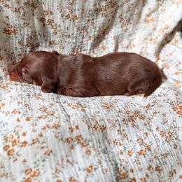 Dachshund Puppies from Drift & Dash Dachshunds