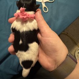 Pink Girl - Parti female Miniature Schnauzer puppy in Virginia from Schnauzers Castle