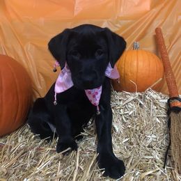 Labrador Retriever Puppies from Harvest Moon Farm