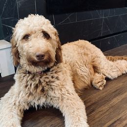 Luna - Goldendoodle