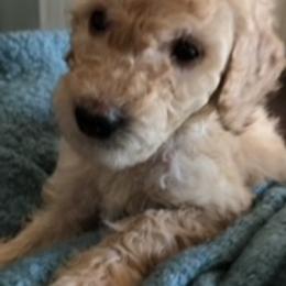 Goldendoodle Puppies from Da Ruba Doodles