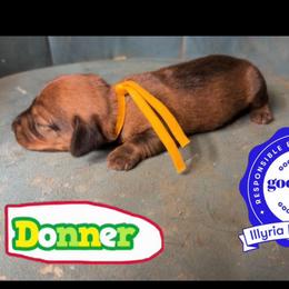 Donner - Wild boar male Dachshund puppy in Livingston, Kentucky from Illyria Dox & GSD