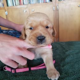 Pink girl - Golden female Golden Retriever puppy in Merino, Colorado from High Plains Goldens