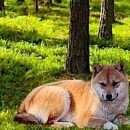 Berkley - Shiba Inu