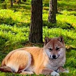 Berkley - Shiba Inu