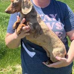 Rouge - Dachshund